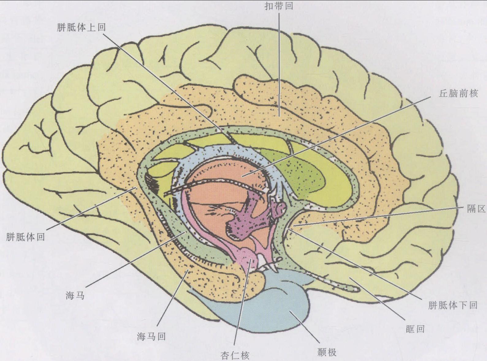 图5-1-65 大脑内侧面(示边缘系统)